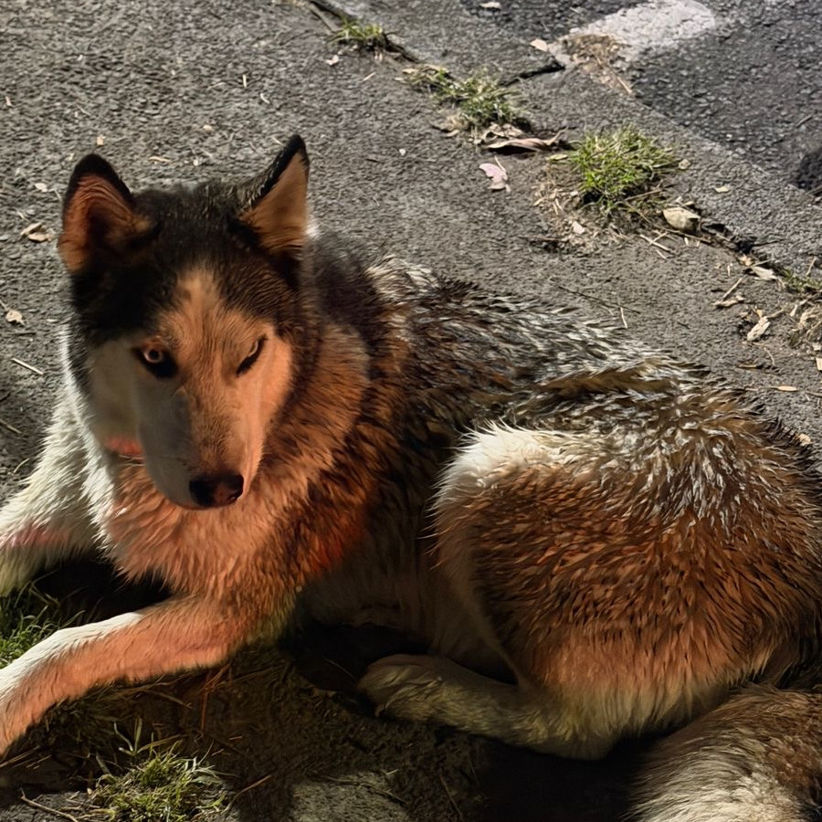  | Raza Husky Siberiano | Encontrado