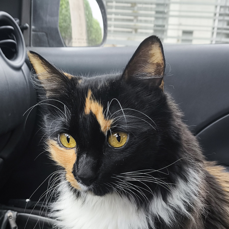 VOLT | Raza Calicó de pelo largo | Perdida