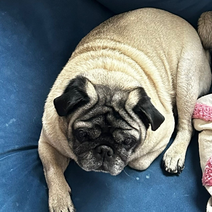 BENITO | Raza Pug o Carlin | Final Feliz