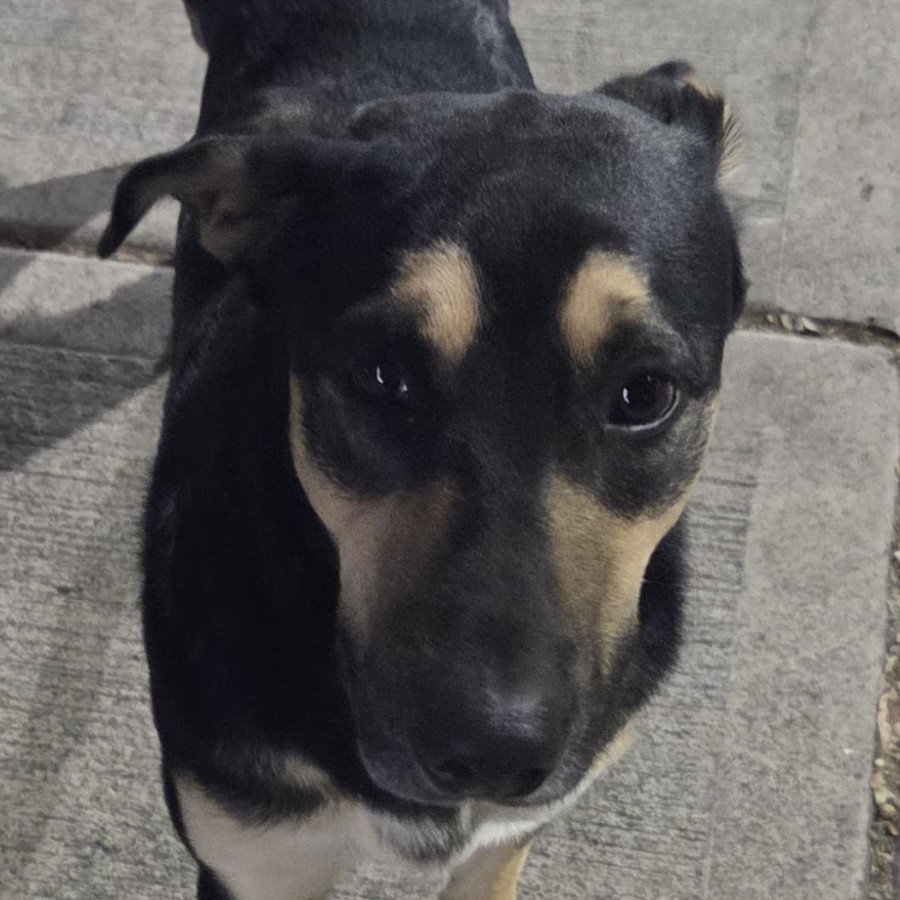  | Raza Mestizo, cruza de Pastor Alemán | Encontrado