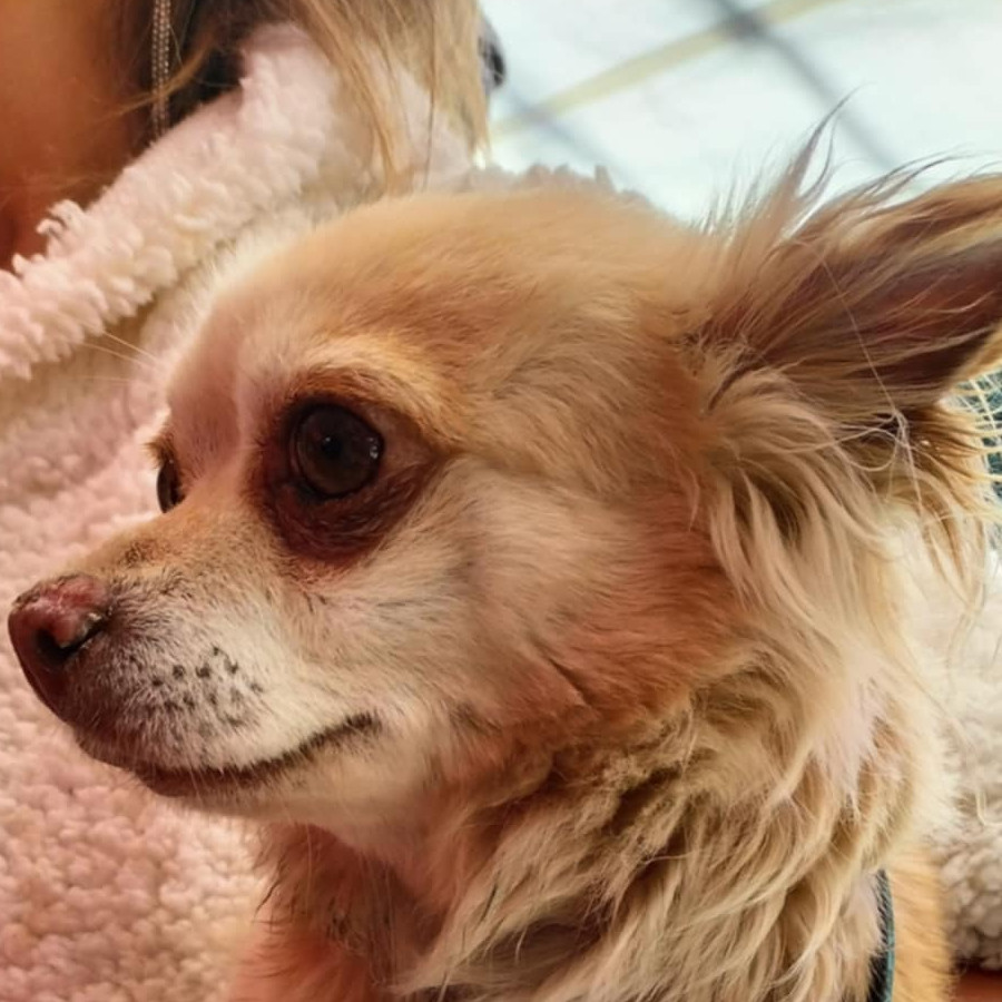  | Raza Chihuahua | Encontrada