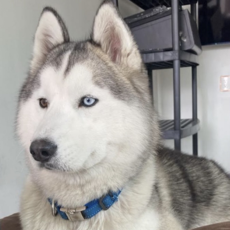 SKADI LOBITO | Raza Husky Siberiano | Perdido