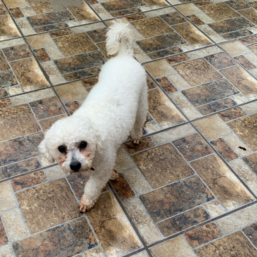  | Raza French Poodle o Caniche | Encontrado