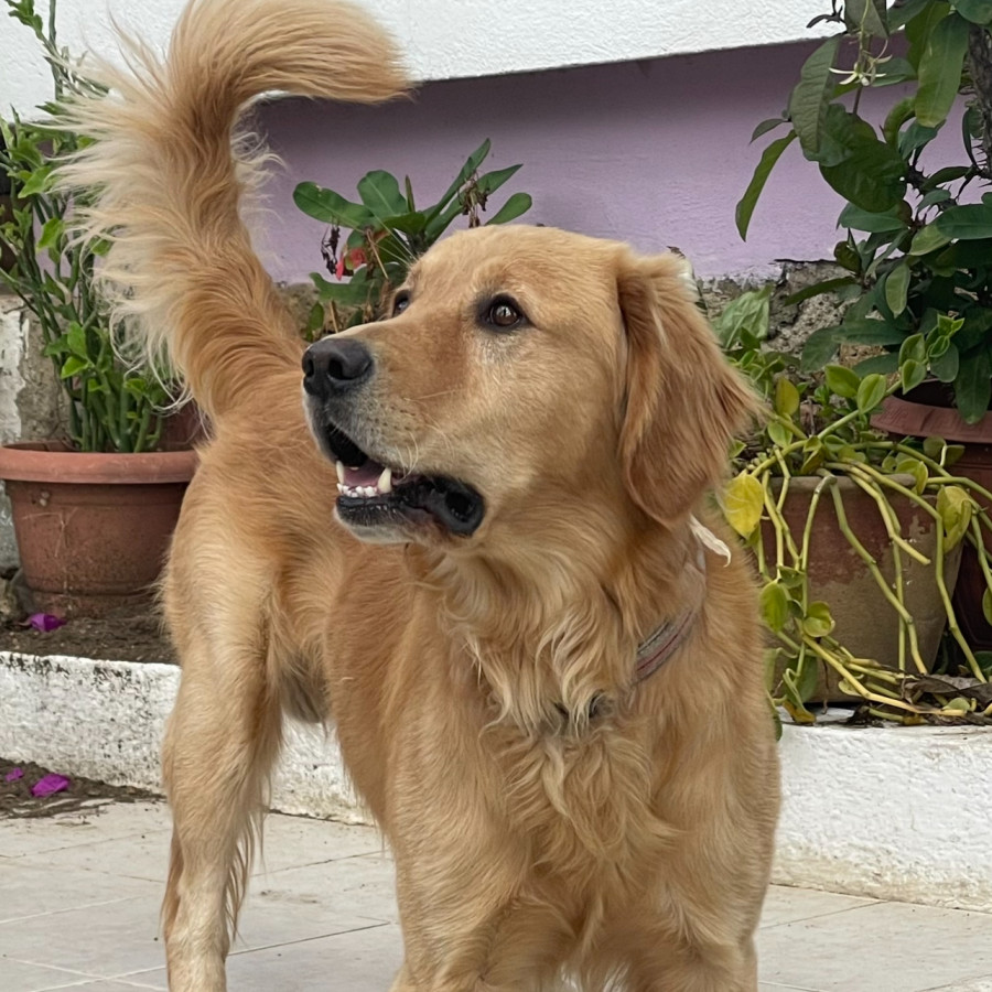 SIMBA | Raza Golden Retriever  | Final Feliz