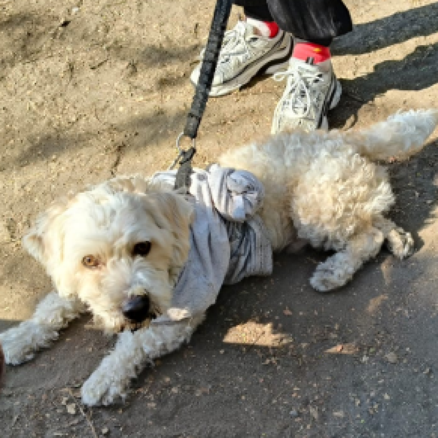  | Raza Mestizo, cruza de French Poodle con Schnauzer,  (Schnoodle) | Encontrado