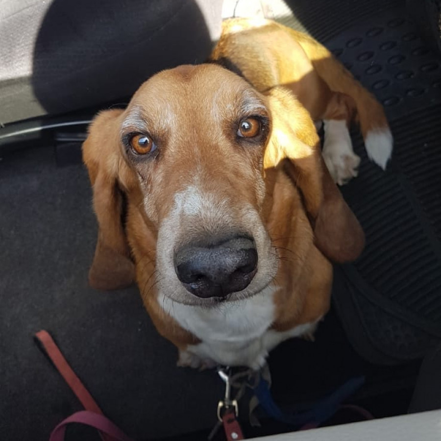 DOBBY | Raza Basset Hound | Final Feliz