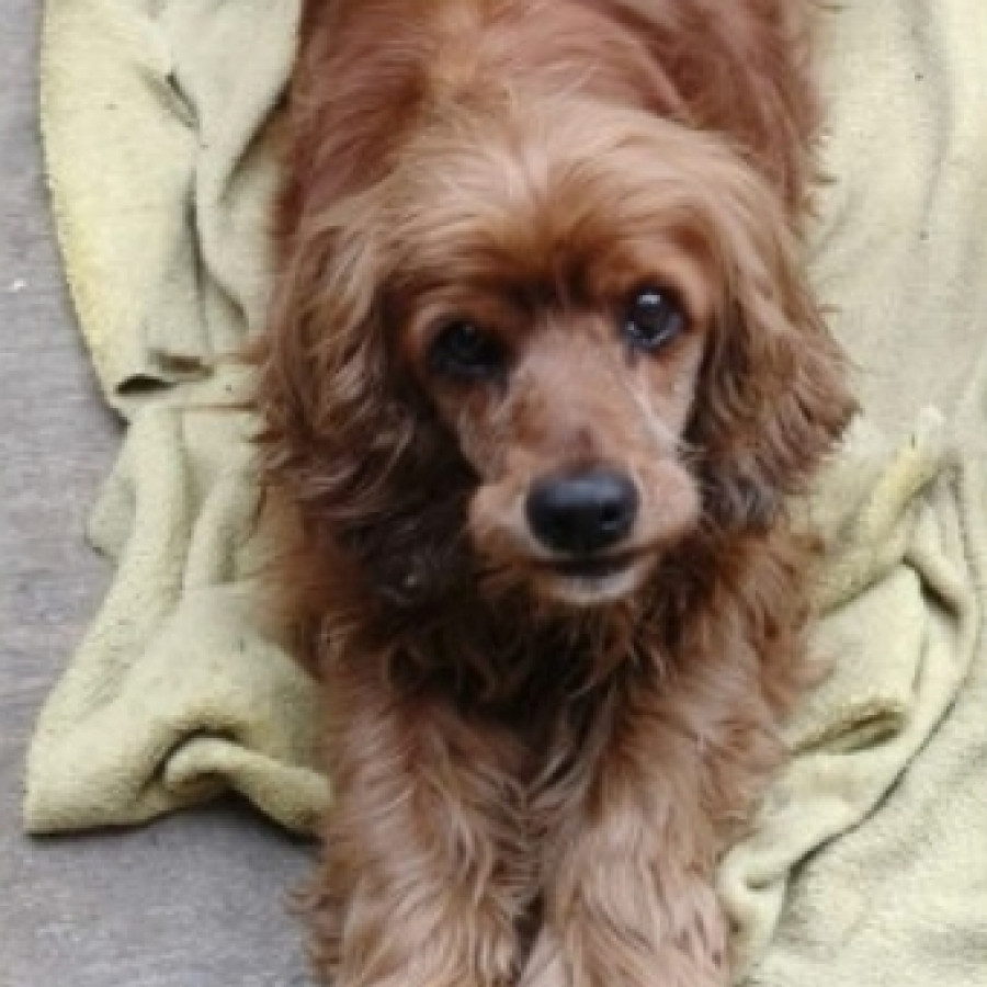 CARAMELO | Raza Cocker Spaniel | Perdido