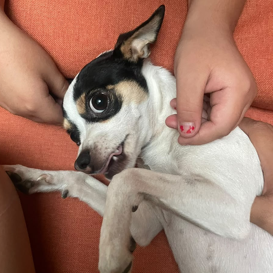 MOLLY | Raza Chihuahua | Perdida