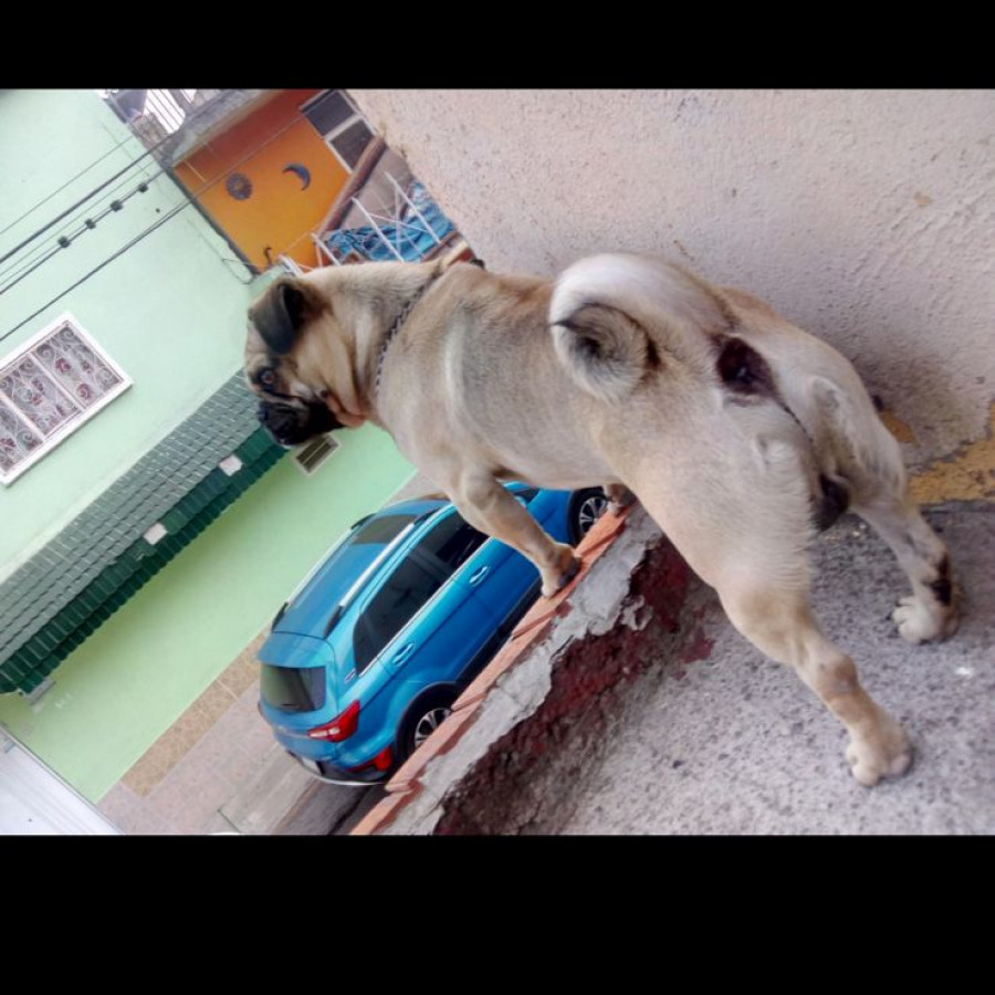 BAMBAM | Raza Pug o Carlin | Perdido