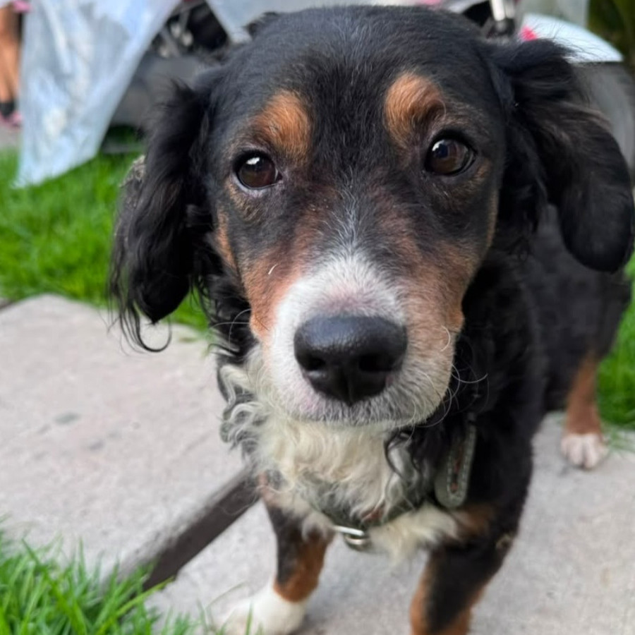COQUITO | Raza Mestizo, cruza de Cocker con Dachshund | En Adopción