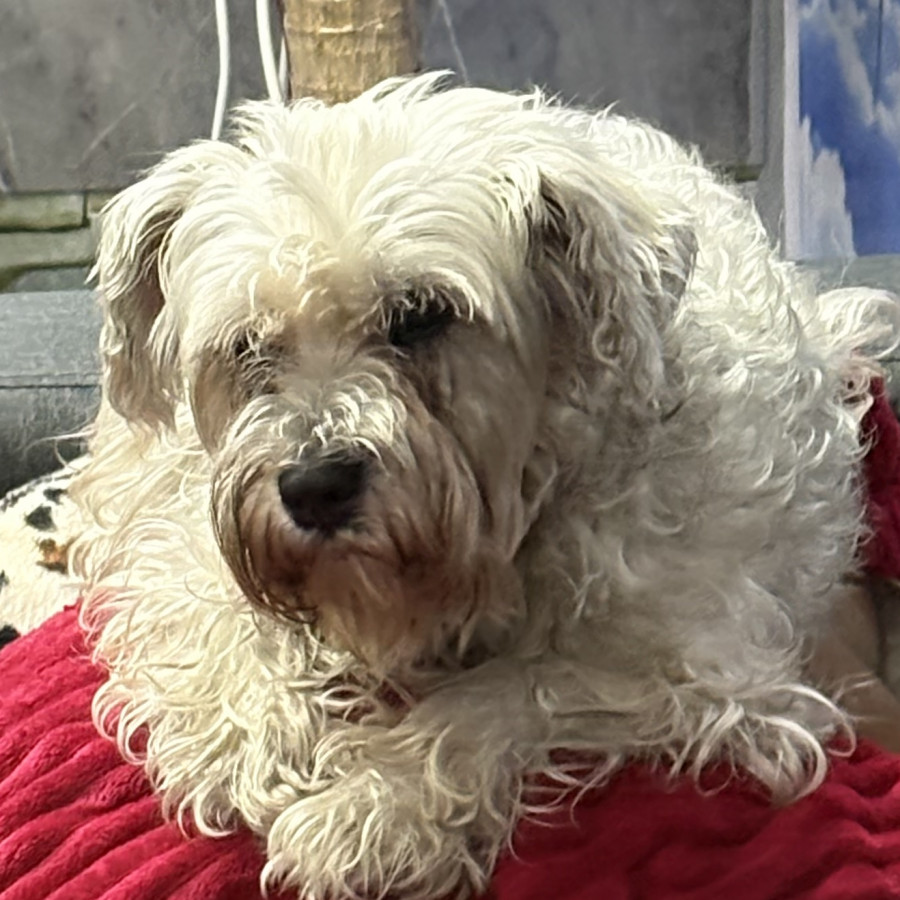 CHISPA | Raza Schnauzer | Perdida