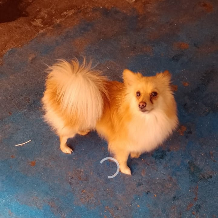 GORDITO | Raza Pomerania | Perdido