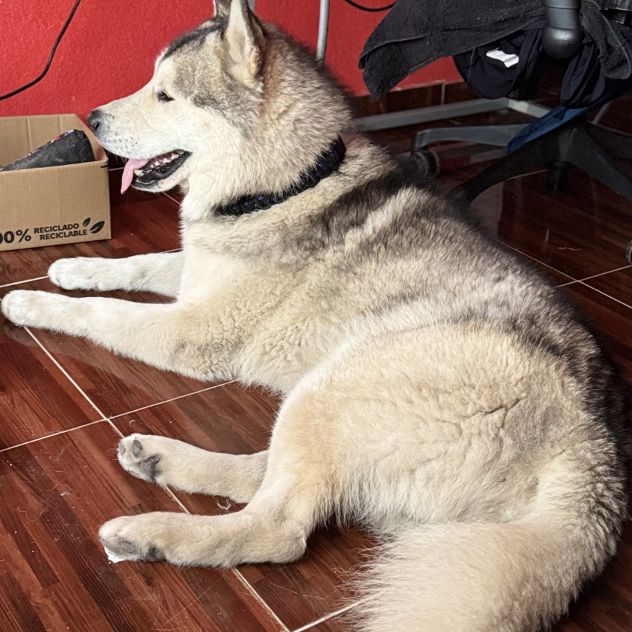 | Raza Husky Siberiano | Encontrado