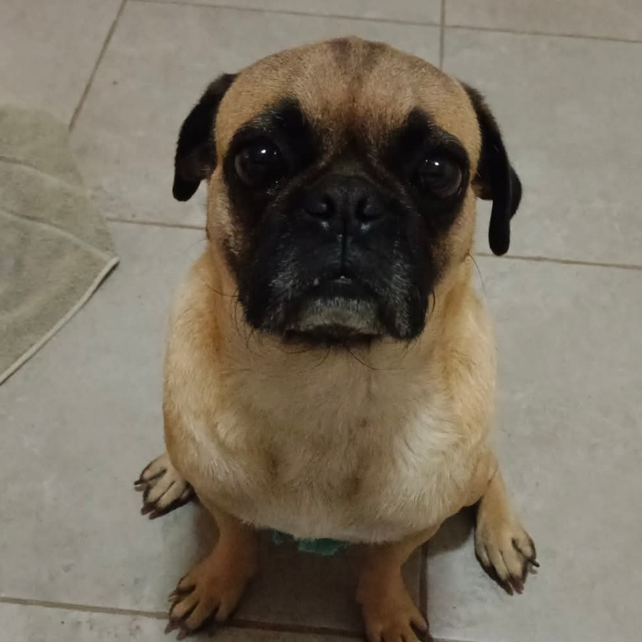 CHAPARRITO | Raza Pug o Carlin | Perdido