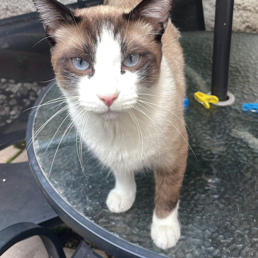  | Raza Snowshoes | Encontrado