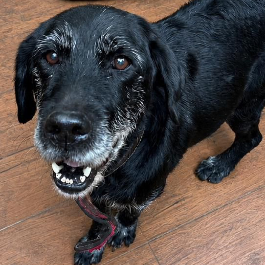 FRIDA | Raza Mestiza, cruza de Labrador | Final Feliz