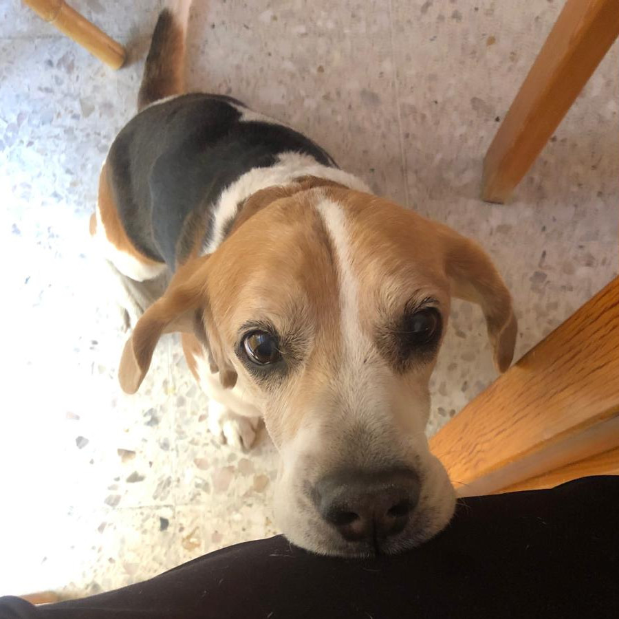 JANTO | Raza Beagle | Perdido