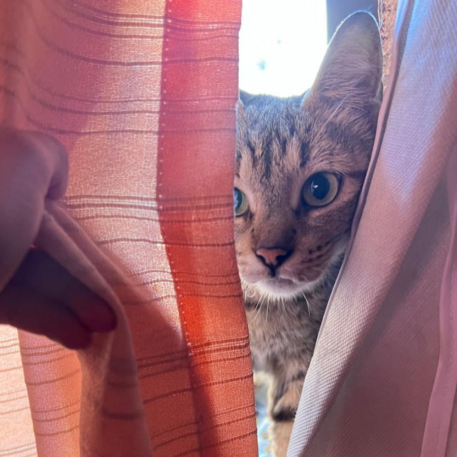 TORMENTA | Raza Doméstico Américano de Pelo Corto | En Adopción