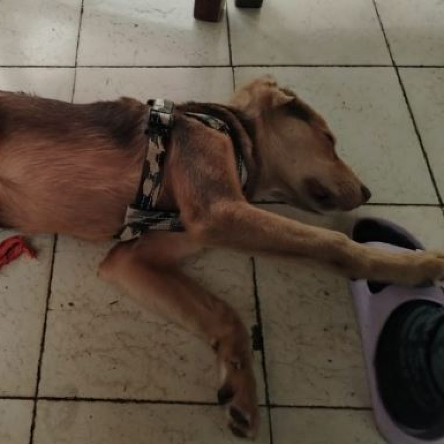 COFFEE | Raza Mestizo, cruza de Labrador con Husky | Final Feliz