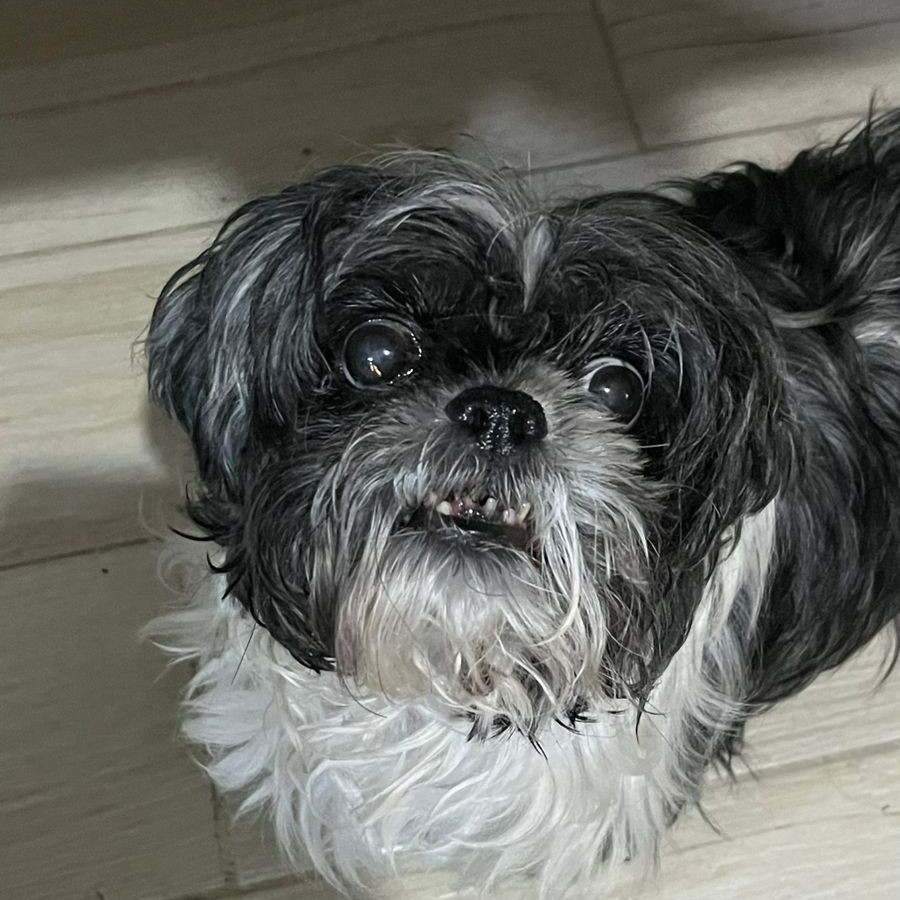 CHATA | Raza Shih Tzu  | Perdida