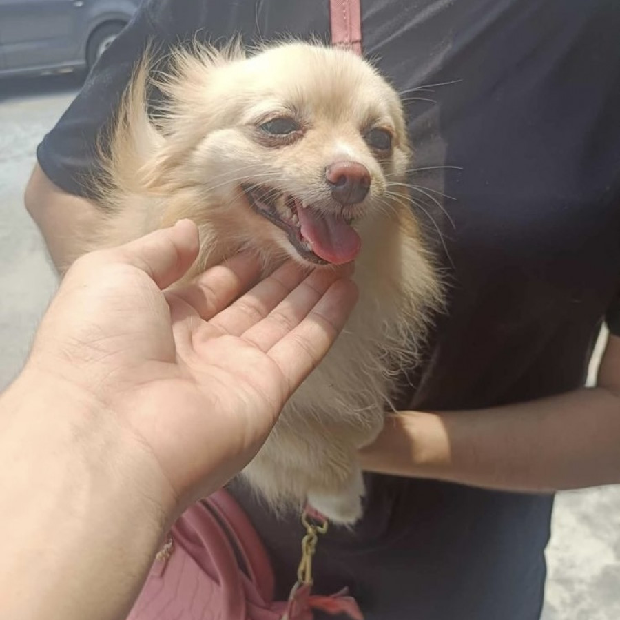 WERA | Raza Pomerania | Final Feliz