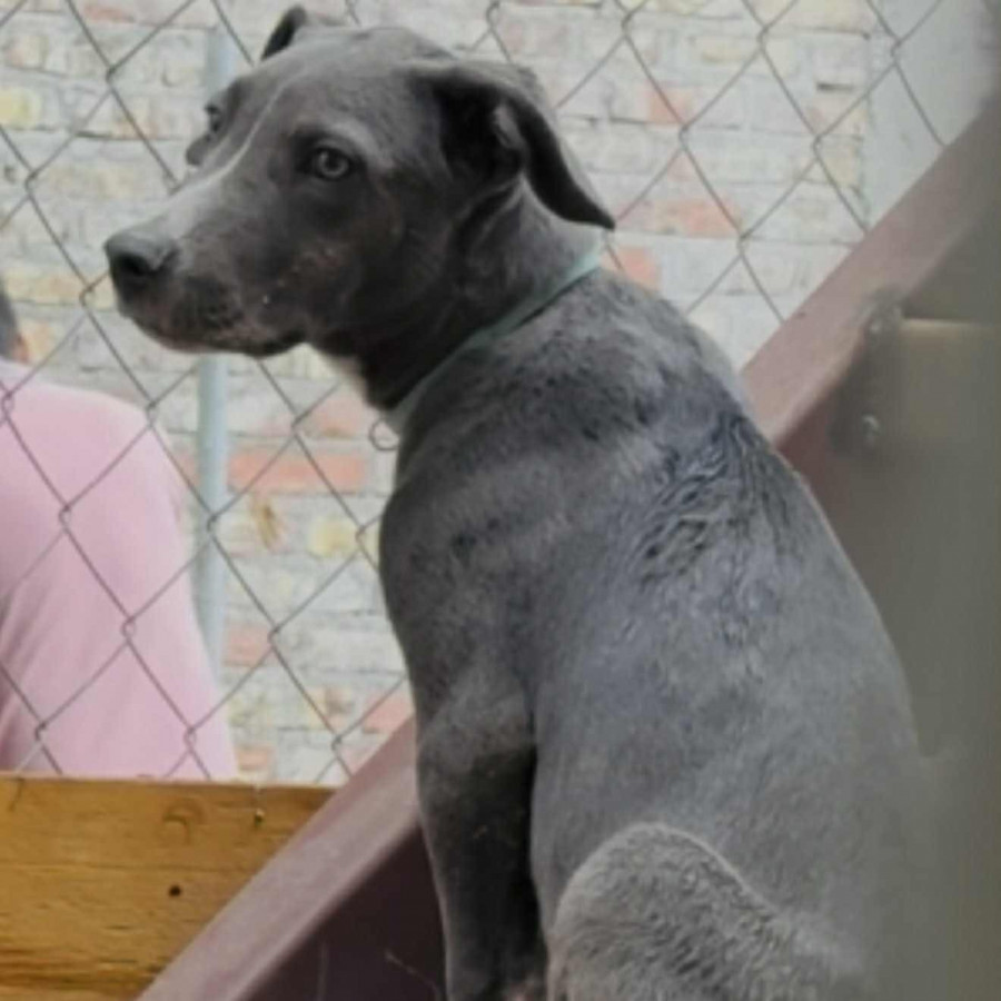 SPARKI | Raza Mestizo, cruza de American Pitbull Terrier | Perdido