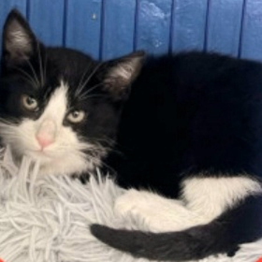 TIMOTEO | Raza Doméstico Américano de Pelo Corto | Perdido