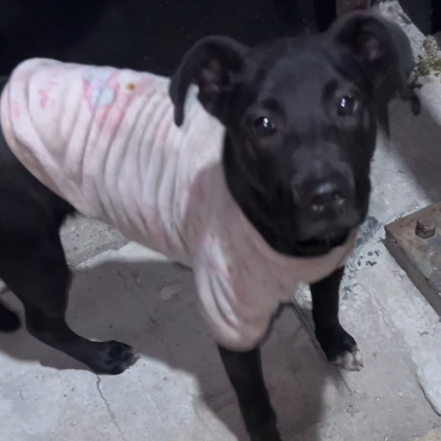  | Raza Mestiza, cruza de Labrador | Encontrada
