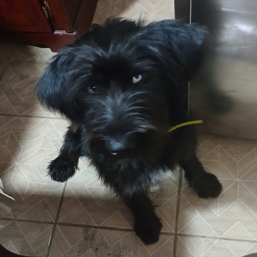  | Raza Mestizo | Encontrado