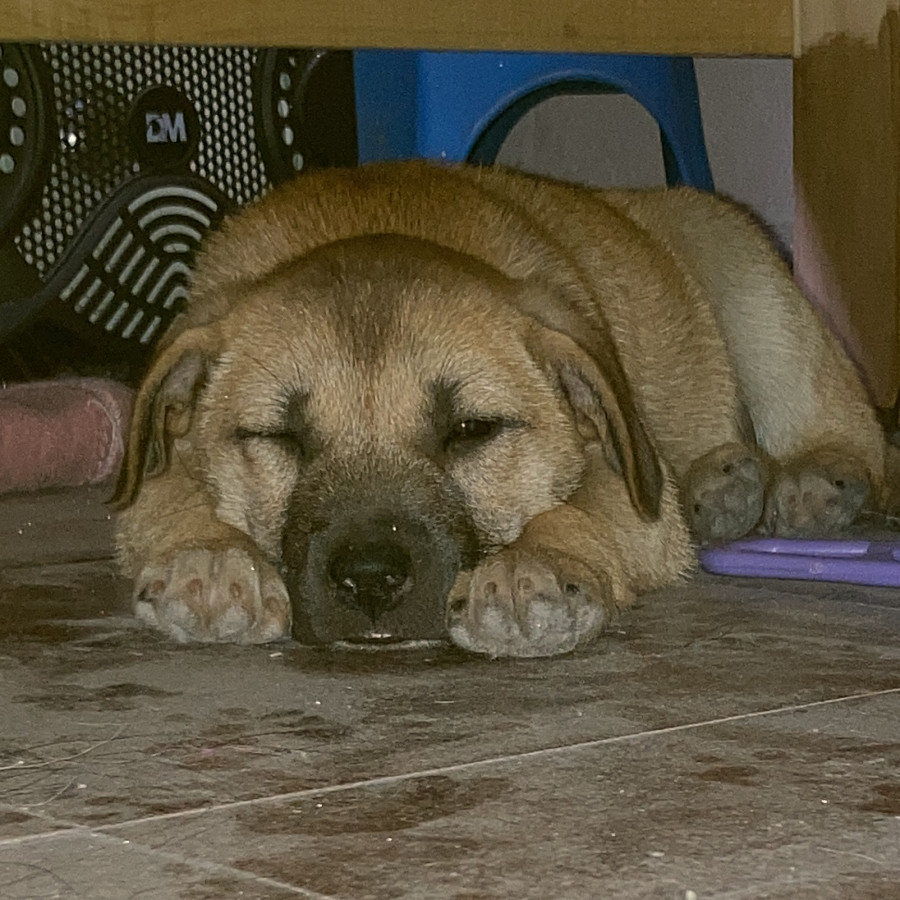 WAKANDA | Raza Mestiza | En Adopción