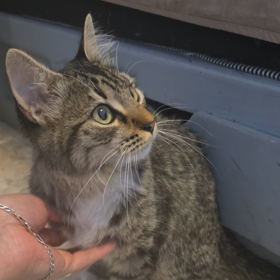  | Raza Doméstico Americano de pelo corto | Encontrada