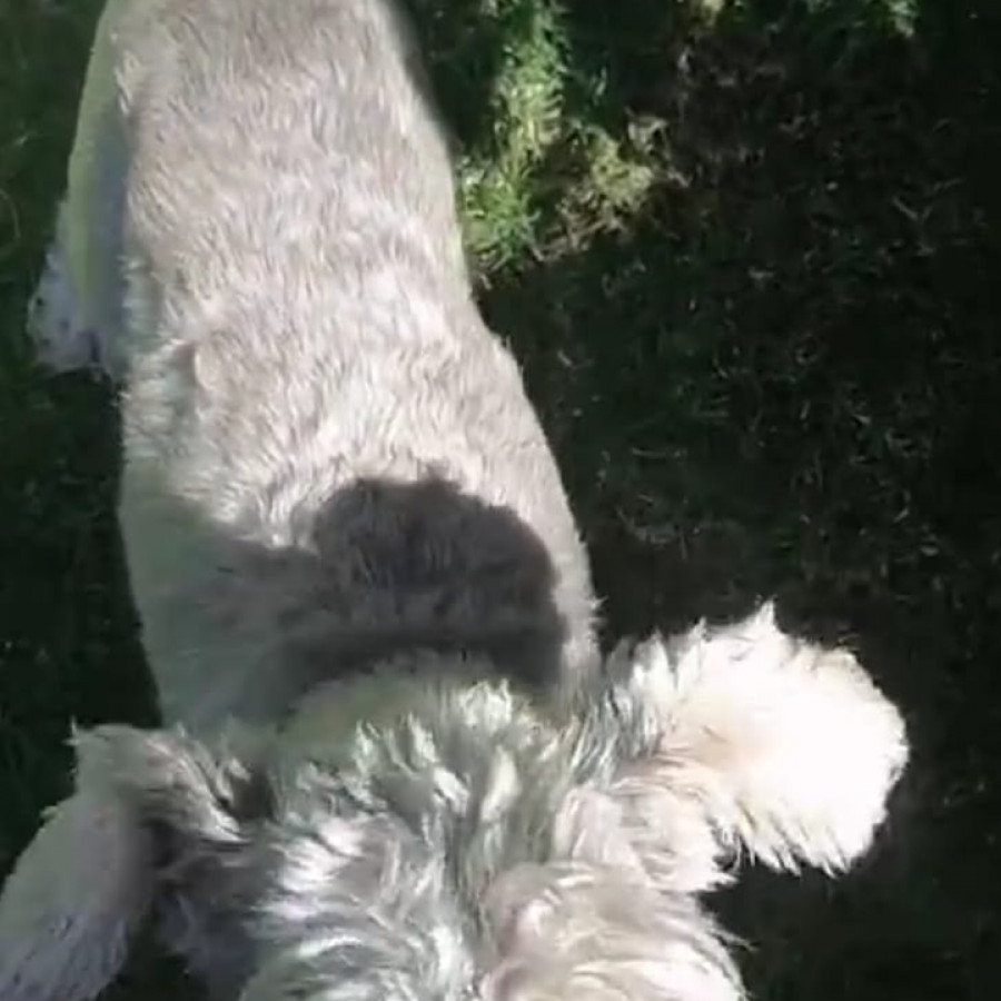 JAKE | Raza Schnauzer Estándar | Final Feliz