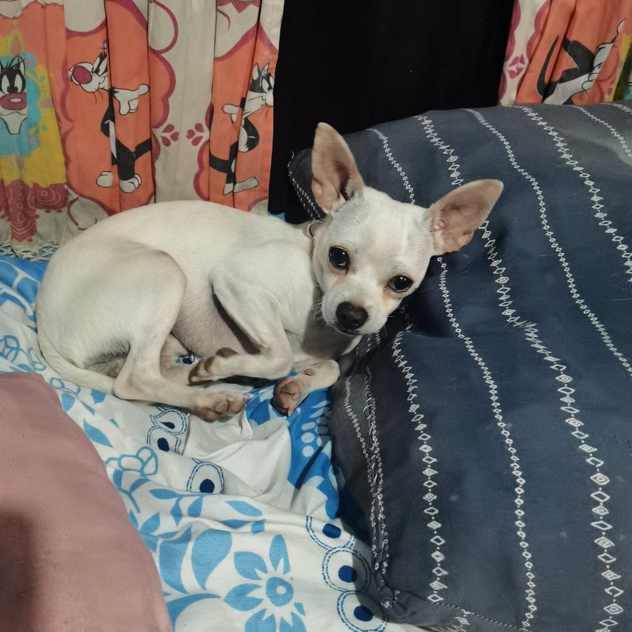 PINKY | Raza Chihuahua | Perdido