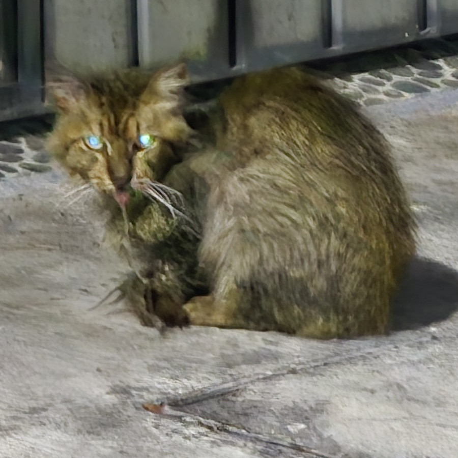  | Raza Doméstico Americano de pelo semilargo | Encontrado