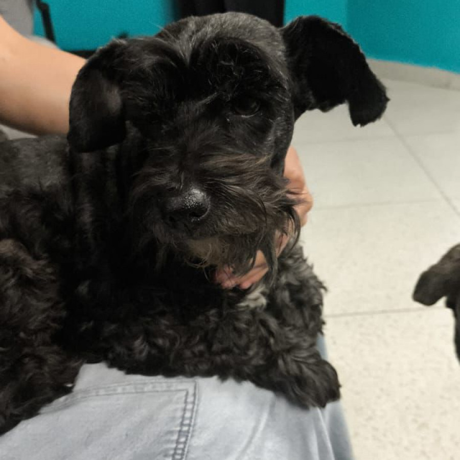 LOLA | Raza Schnauzer | Final Feliz