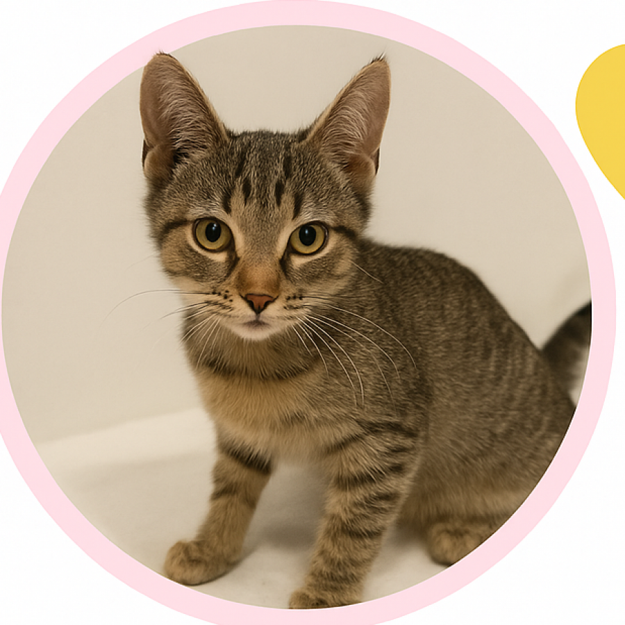 TITÍ | Raza Doméstico Américano de Pelo Corto | Final Feliz