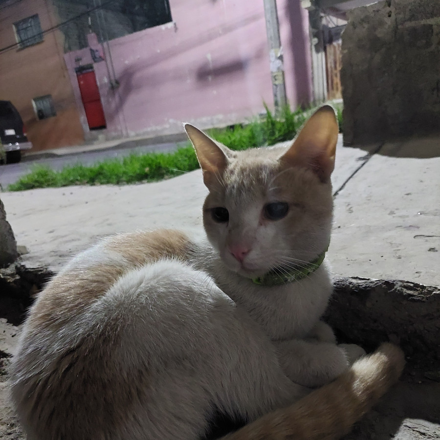  | Raza Doméstico Américano de Pelo Corto | Encontrado