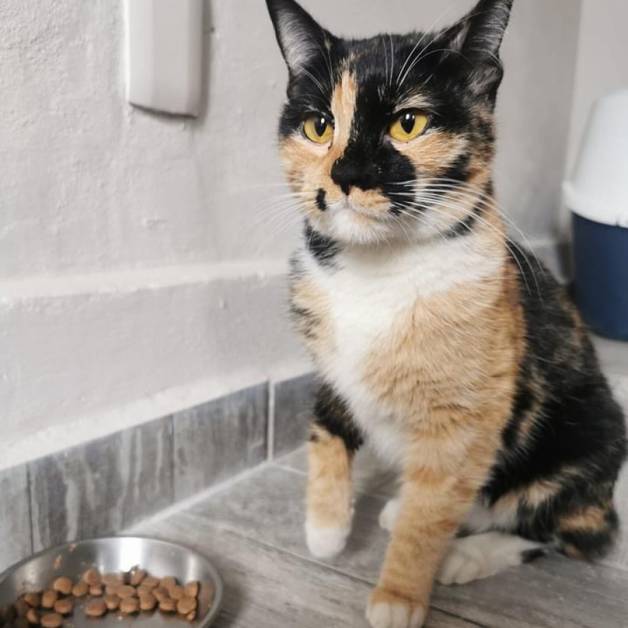  | Raza Calicó de pelo corto | Encontrada