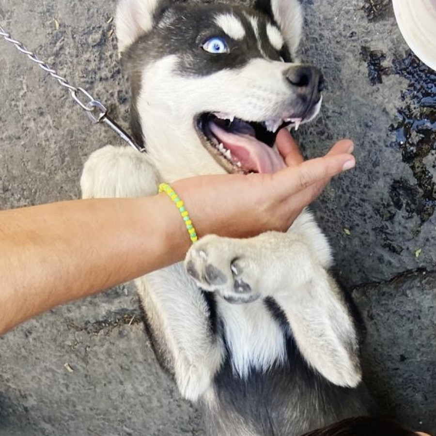 BALTO | Raza Husky Siberiano | Final Feliz