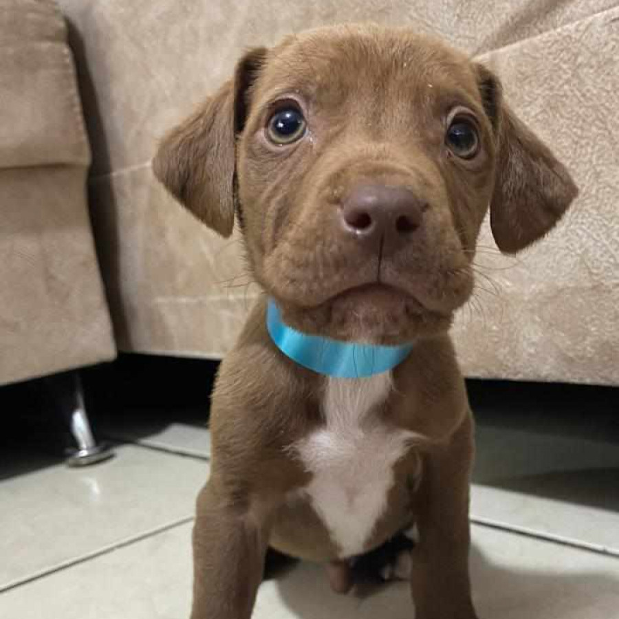 HERMOSO CACHORRO | Raza Mestizo, cruza de American Pitbull Terrier | En Adopción