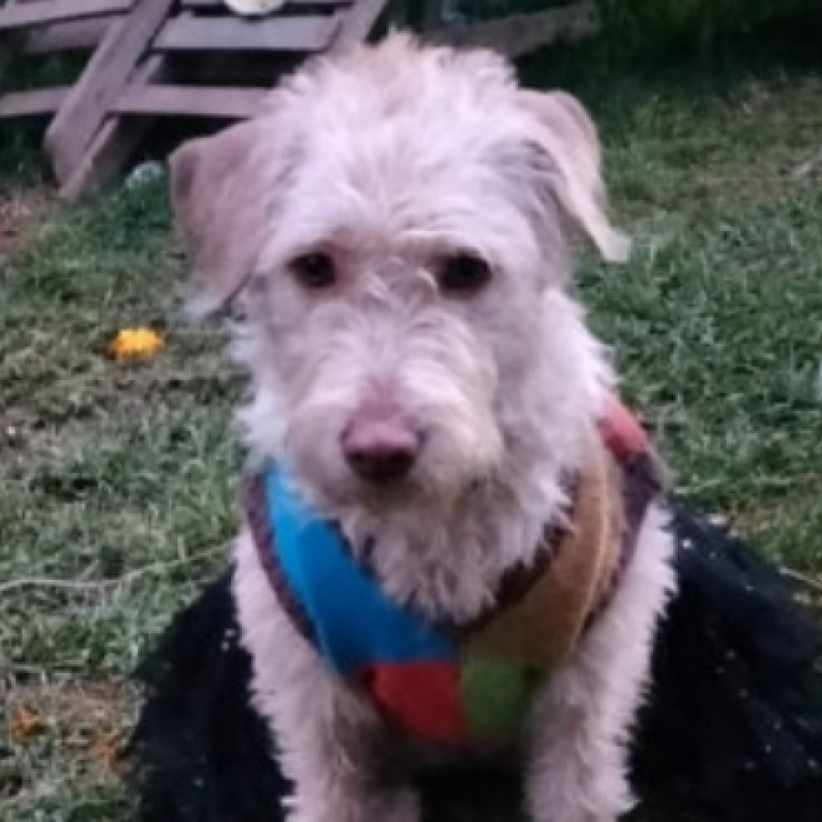 COLETTE | Raza Mestiza,  cruza de Schnauzer con Poodle,  (Schnoodle) | Perdida