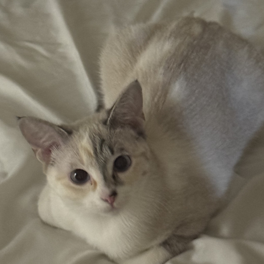 SHAKIRA | Raza Aslan o Siamés Moderno Punto Tabby | Perdida