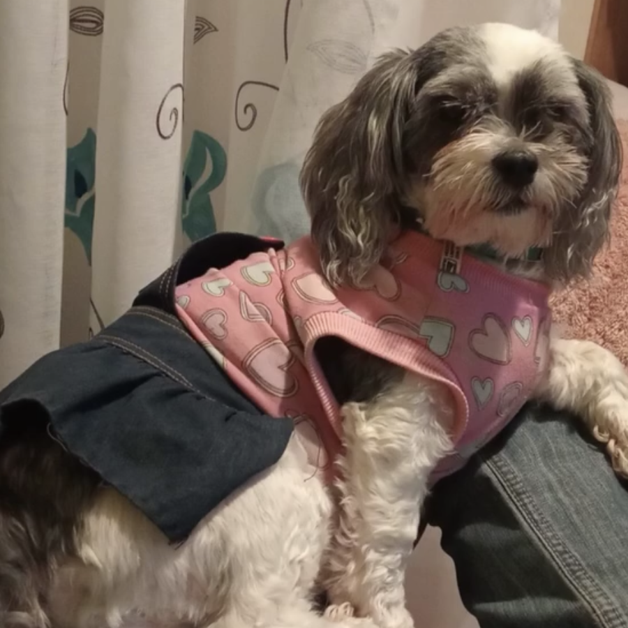 SHEE | Raza Shih Tzu  | Perdida