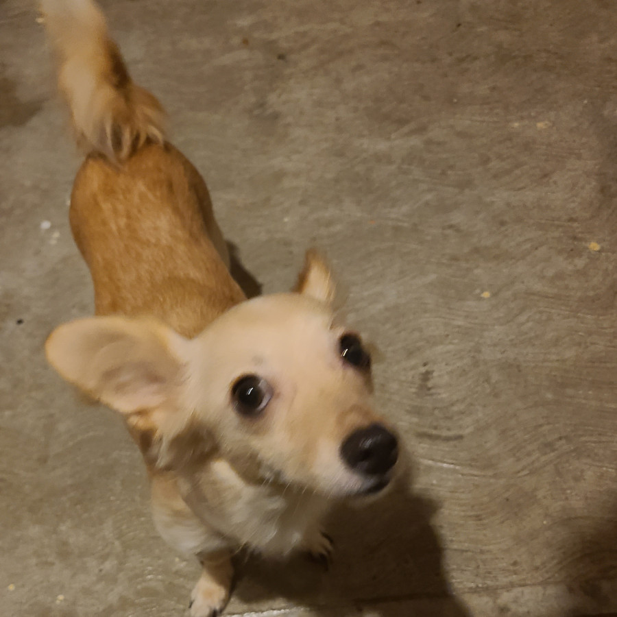  | Raza Mestiza, cruza de Chihuahua | Encontrada