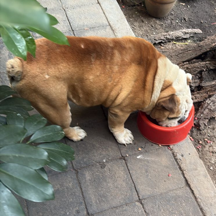 PANZÓN | Raza Bulldog Inglés  | Perdido