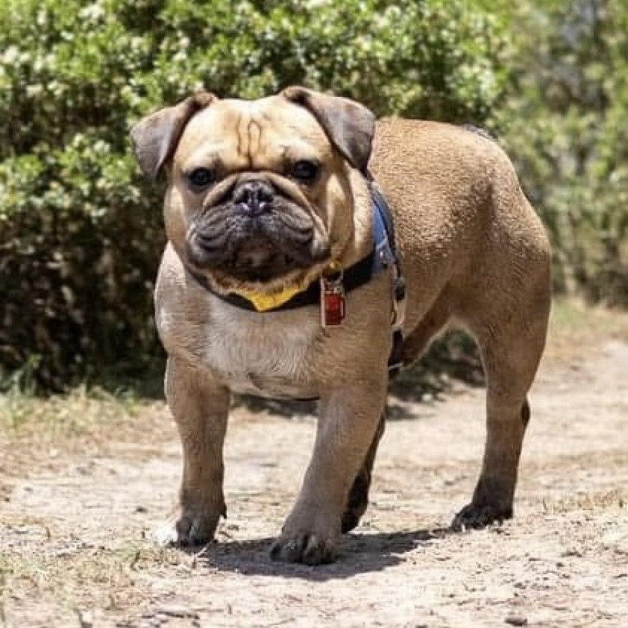 RIGO | Raza Mestizo, cruza de Bulldog Francés con Pug | Perdido