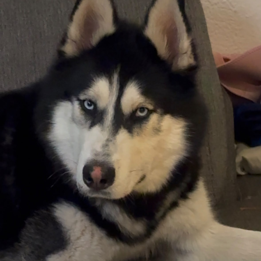 LOBO | Raza Husky Siberiano | Perdido