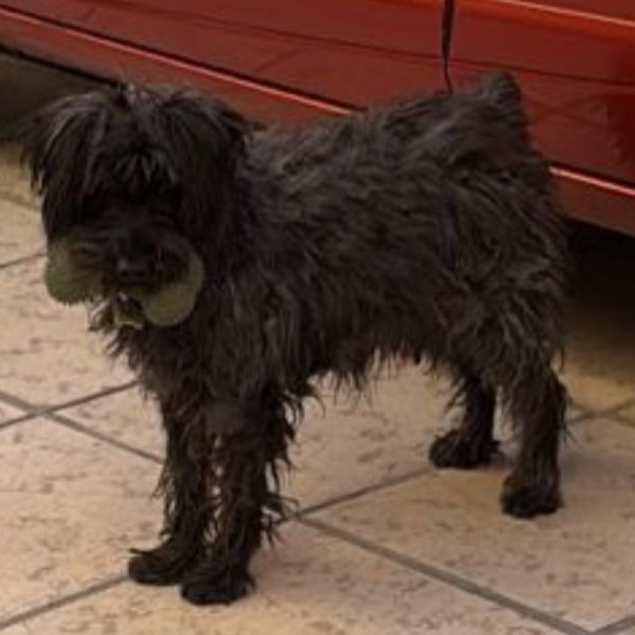 BLACKY | Raza Schnauzer | Perdido