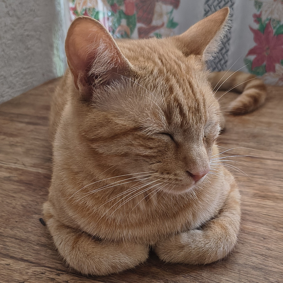 MILO | Raza Doméstico Américano de Pelo Corto | Final Feliz