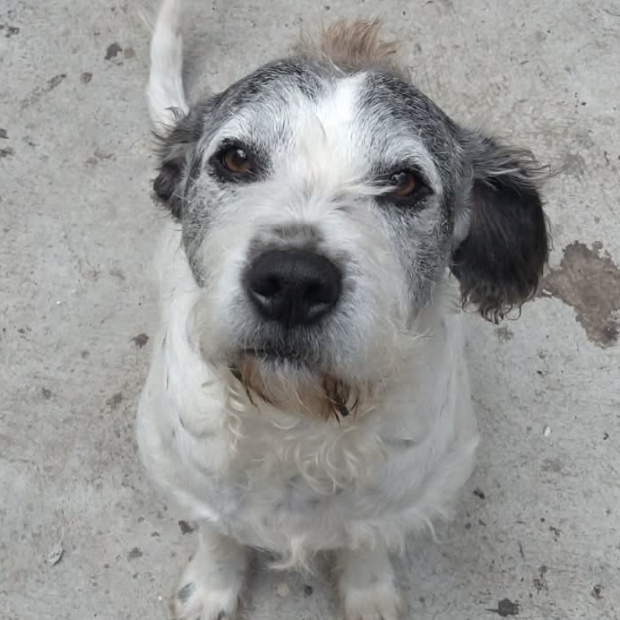 PELITOS | Raza Mestizo | Perdido